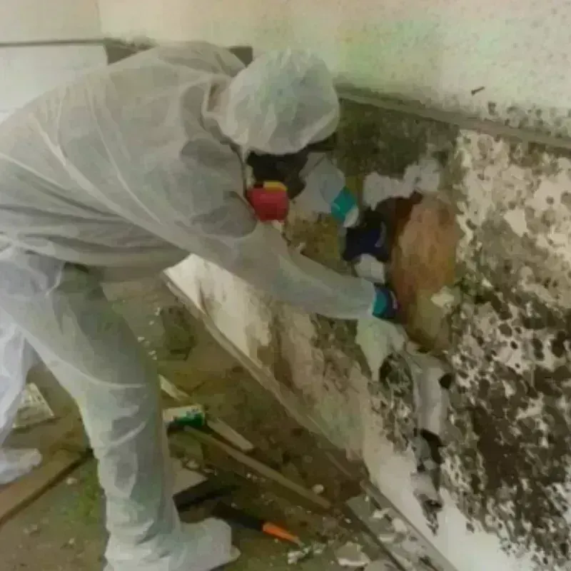 Mold Remediation and Removal in Fyffe, AL